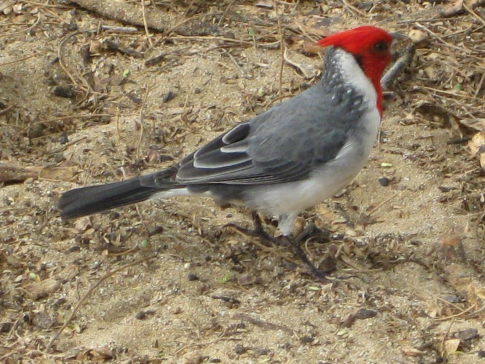 Red Crested Cardinal Riverbend Campground Okotoks