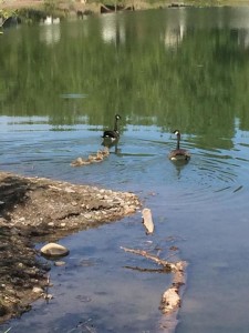 Canada Geese, goslings, pond, Riverbend Campground, Okotoks, south of Calgary Alberta.